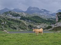 Wanderung bei den Covadonga-Seen (17)