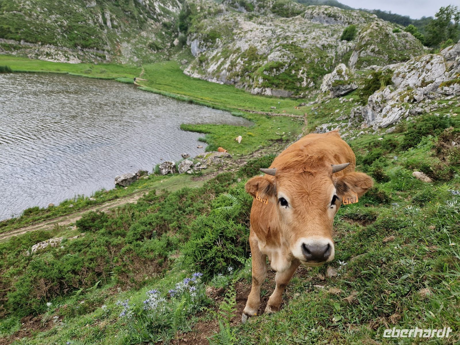 Wanderung bei den Covadonga-Seen (2)