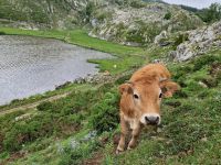 Wanderung bei den Covadonga-Seen (2)