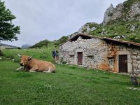 Wanderung bei den Covadonga-Seen (3)