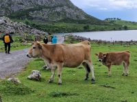 Wanderung bei den Covadonga-Seen (6)
