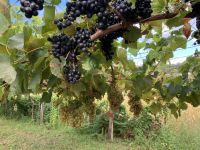 Rot- und Weißwein in Galicien