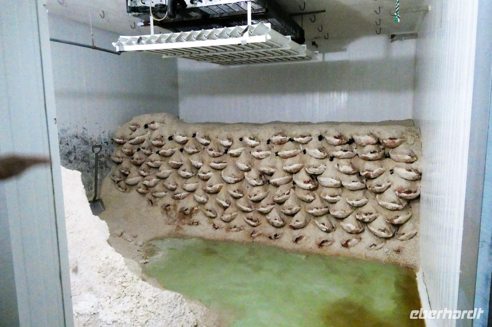 Schinken des Iberico-Schweins in Salz