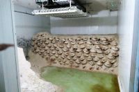 Schinken des Iberico-Schweins in Salz