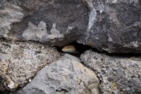 Wer versteckt sich denn da? 