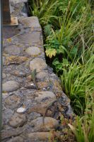 Die Eidechsen fühlen sich wohl auf dem Drachenfels