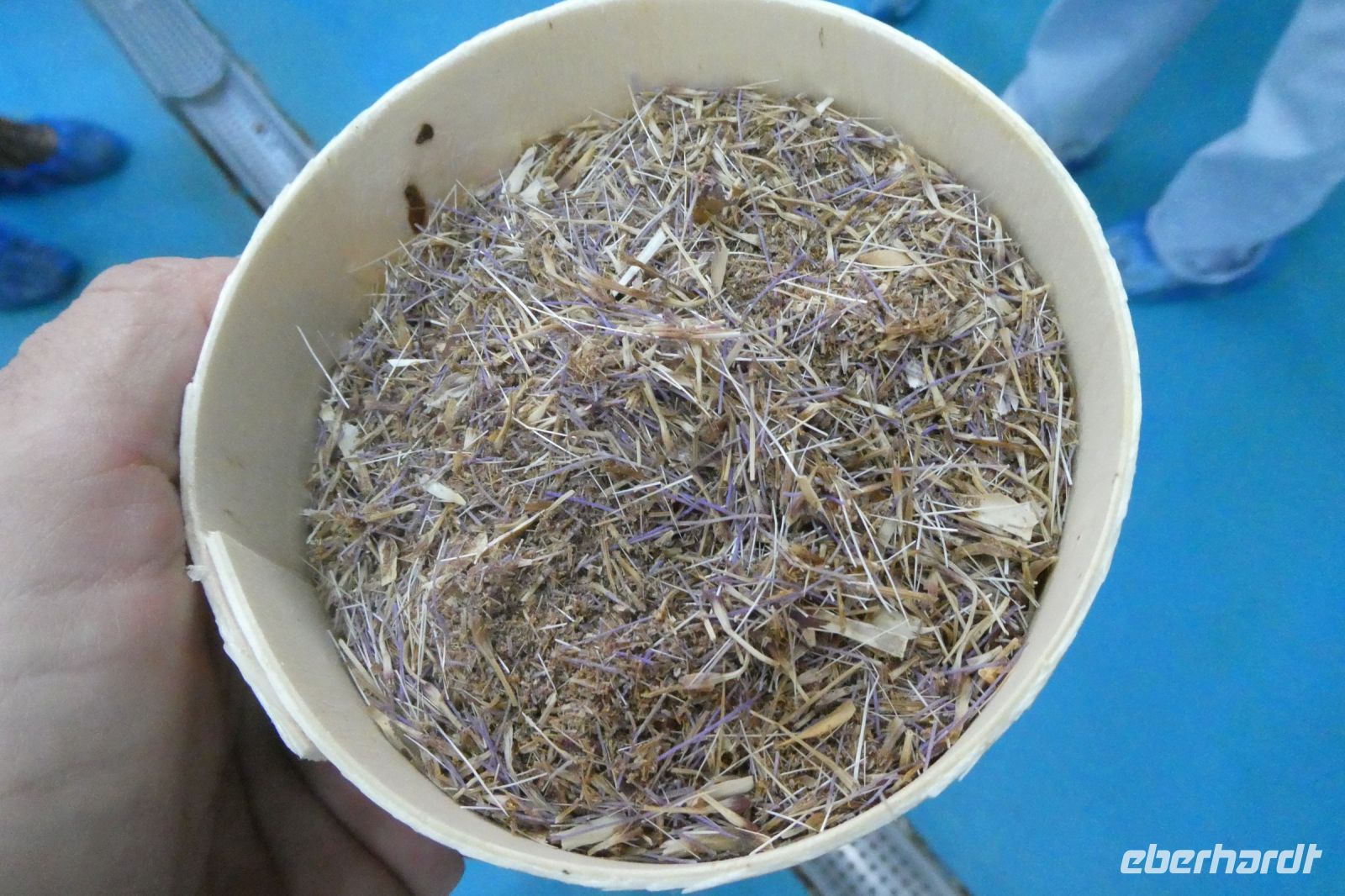 getrocknete Diesteln 