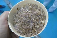 getrocknete Diesteln 