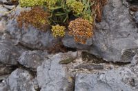 Hauptsache die Pflanzen sind scharf