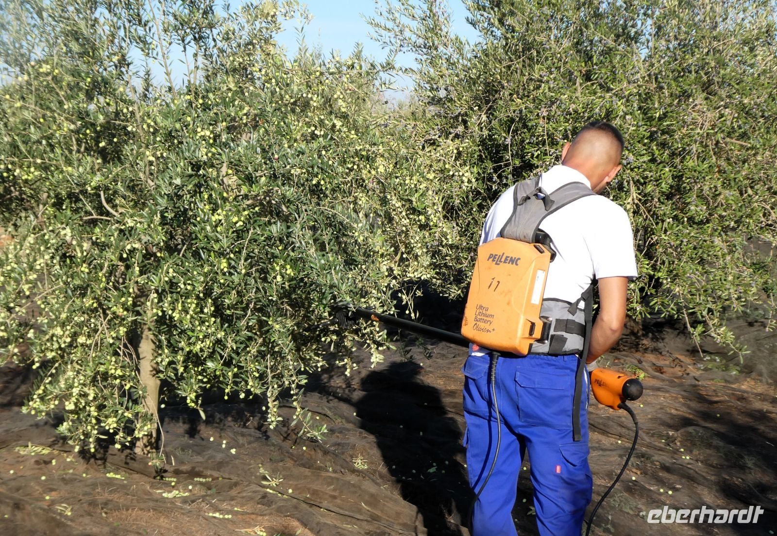 die Oliven werden geerntet