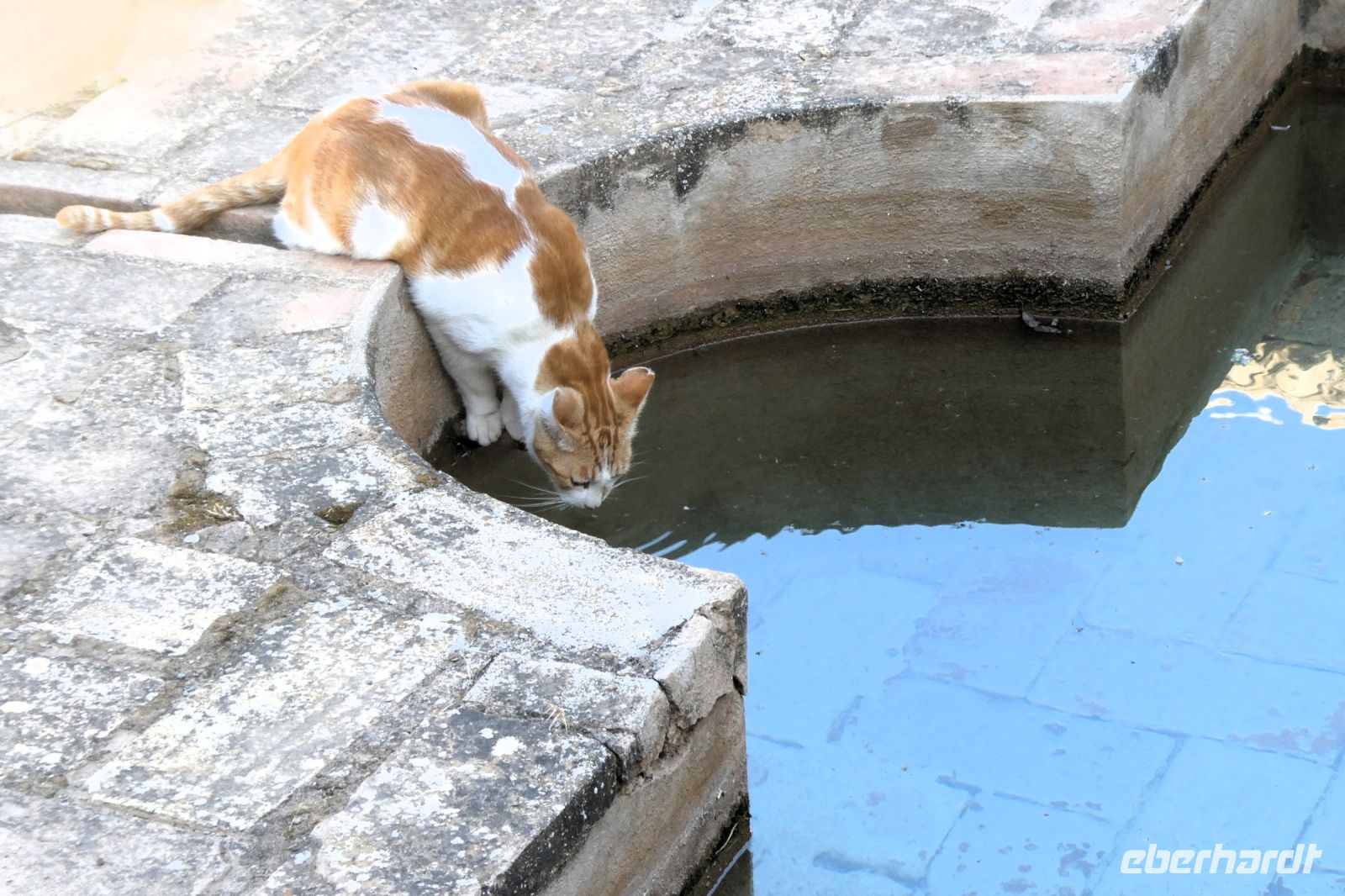 Palastkatzen gibt es auch