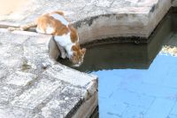 Palastkatzen gibt es auch