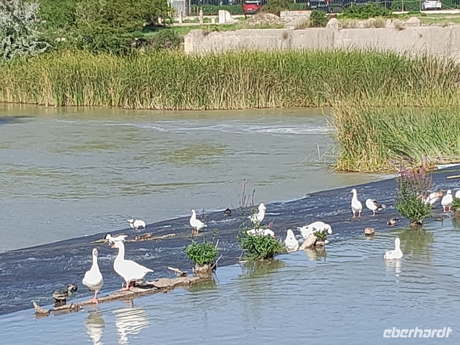 muntere Gänseschar im Garten von Aranjuez