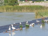 muntere Gänseschar im Garten von Aranjuez