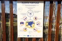 was mache ich wenn mir eine Schildkröte begegnet