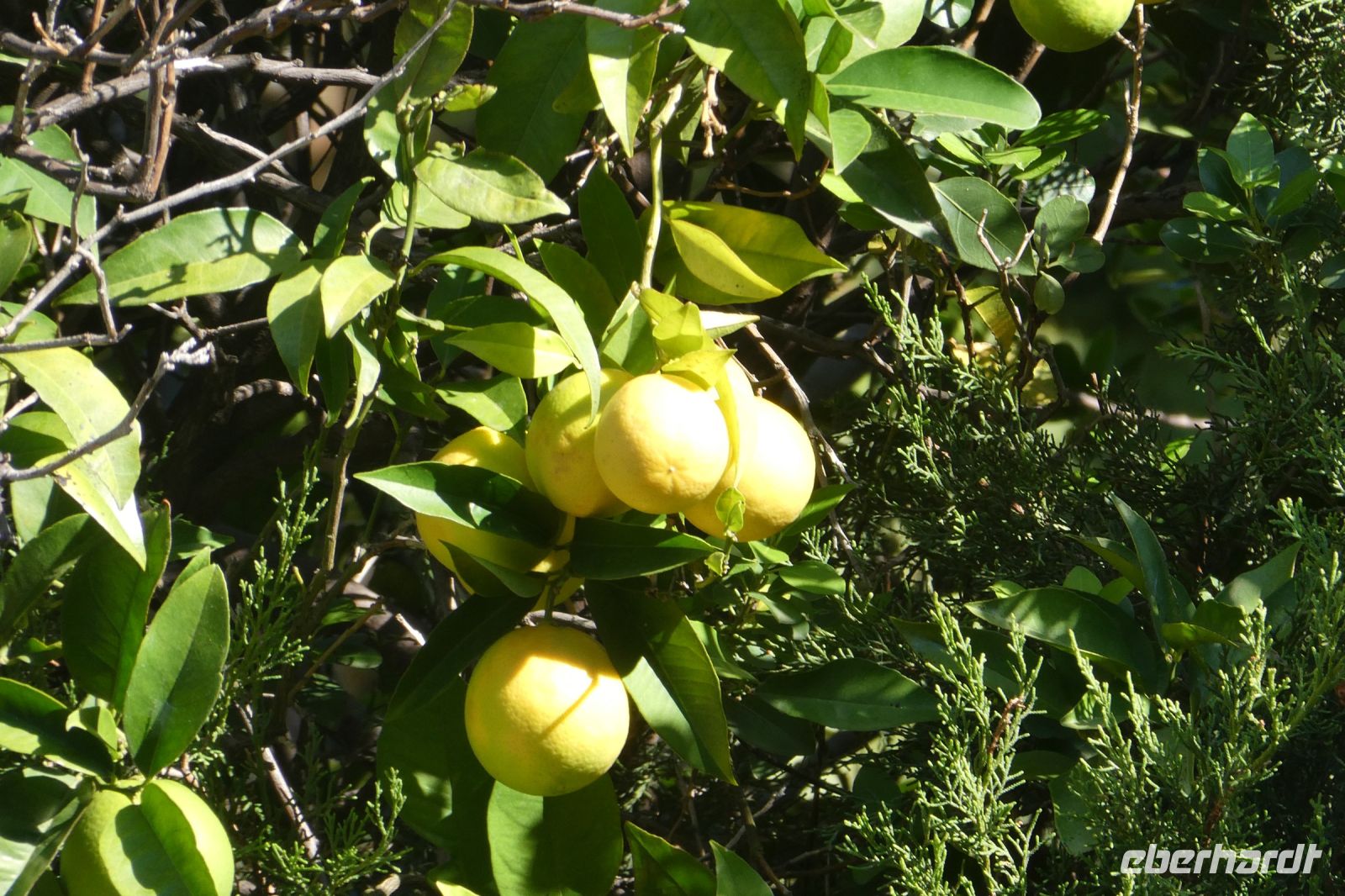 wo die Zitronen wachsen