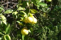 wo die Zitronen wachsen