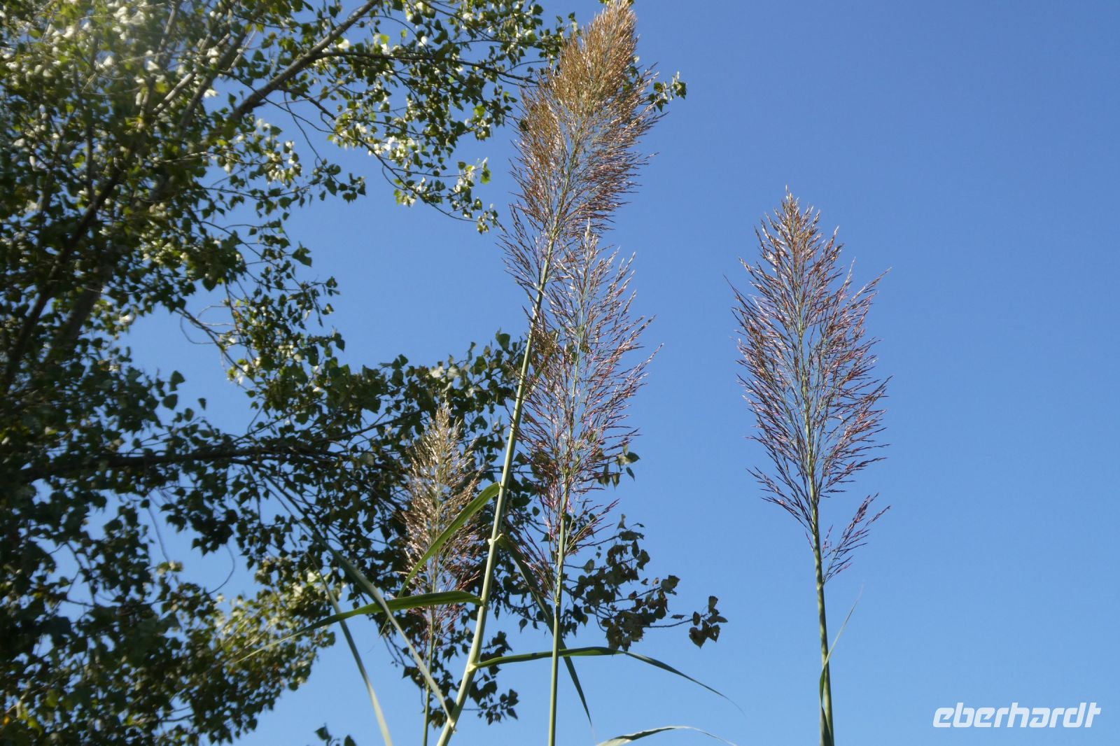 Schilfgras der besonderen Art
