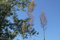 Schilfgras der besonderen Art