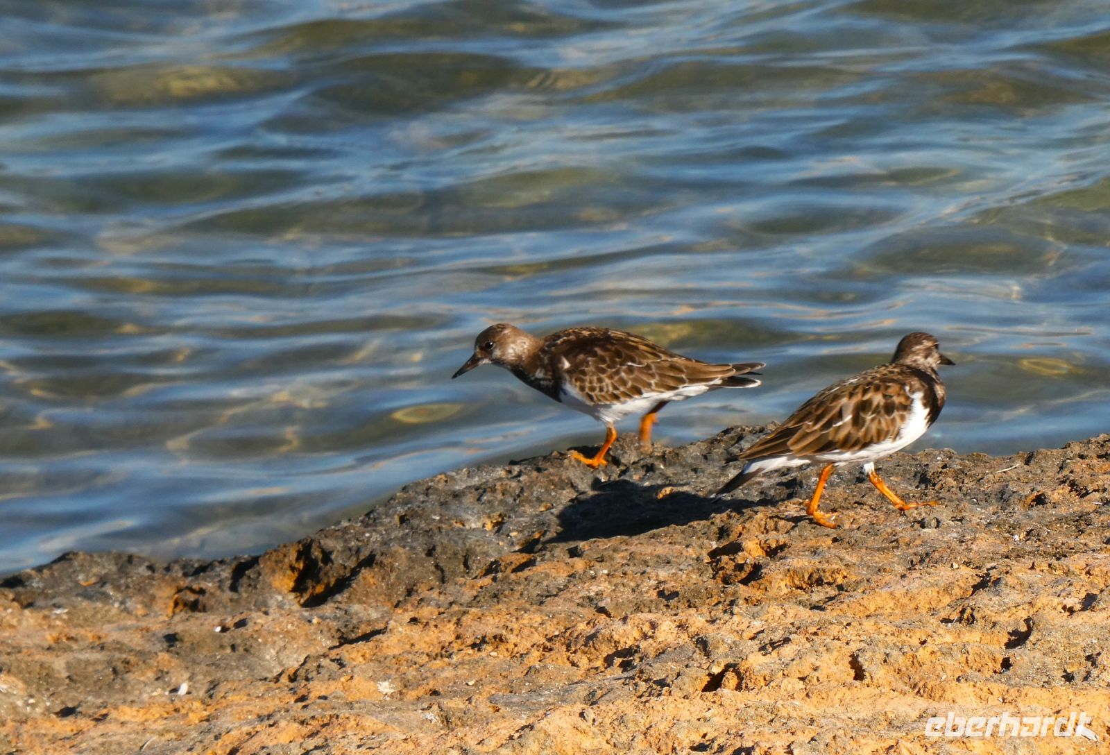 munteres Stelldichein