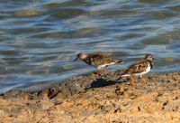 munteres Stelldichein