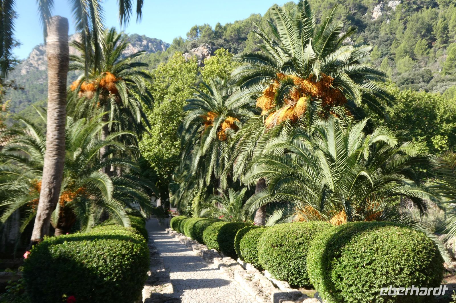 Palmenallee und Myrthensträucher