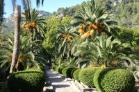 Palmenallee und Myrthensträucher