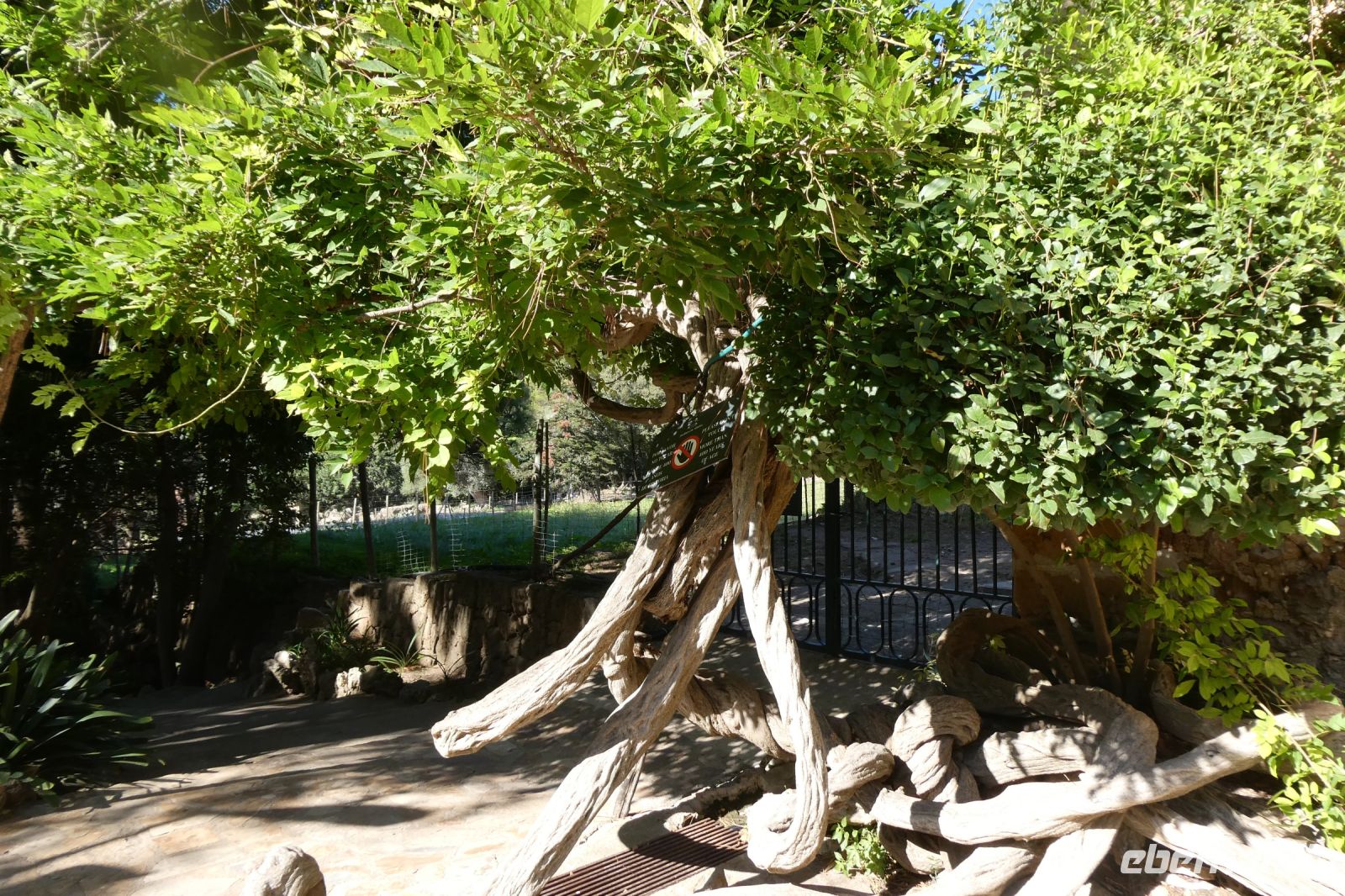 ein 400 Jahre altes Gewächs