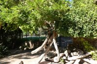 ein 400 Jahre altes Gewächs