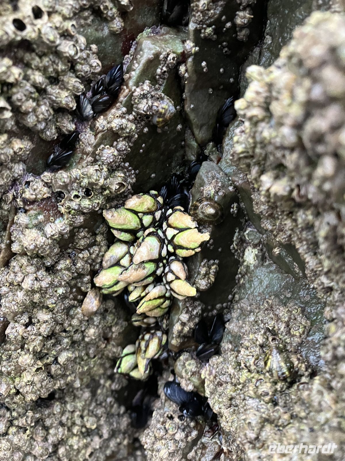 Entenmuscheln am Kathedralenstrand Galicien