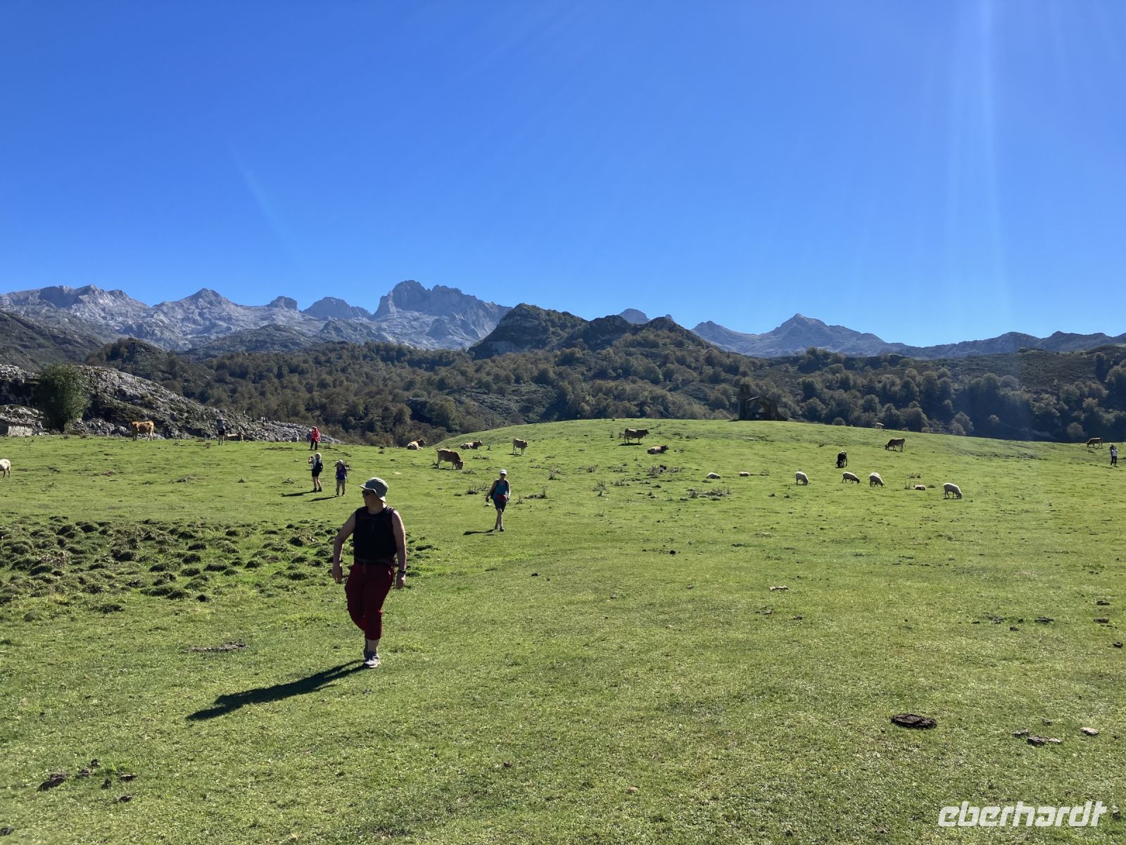 Schafe, Kühe und die Eberhardt Travel Reisegruppe