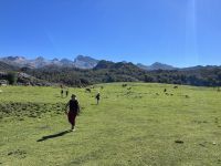 Schafe, Kühe und die Eberhardt Travel Reisegruppe