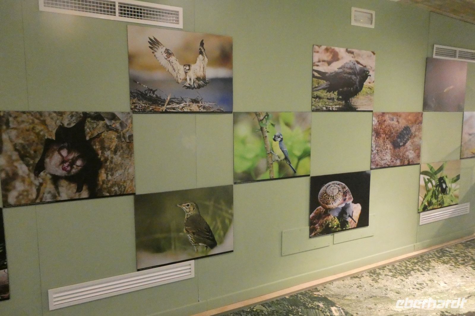 die Fauna der Sierra de Tramuntana