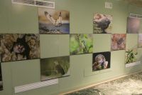 die Fauna der Sierra de Tramuntana