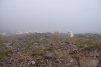 Herdenschutzhunde: im kantabrischen Gebirge gibt es Bären und Wölfe