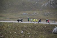 Mutig wagt sich die Gruppe am spanischen Kampfstier vorbei... ach, ist nur ein Tudanca - aber ein Stier! 