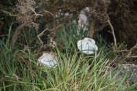 Letzte Pilgergrüße in Fisterra, hier auf Griechisch von Dimitris [und?] Jonna