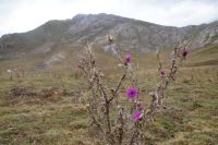 Die Distel scheint vertrocknet und blüht dennoch