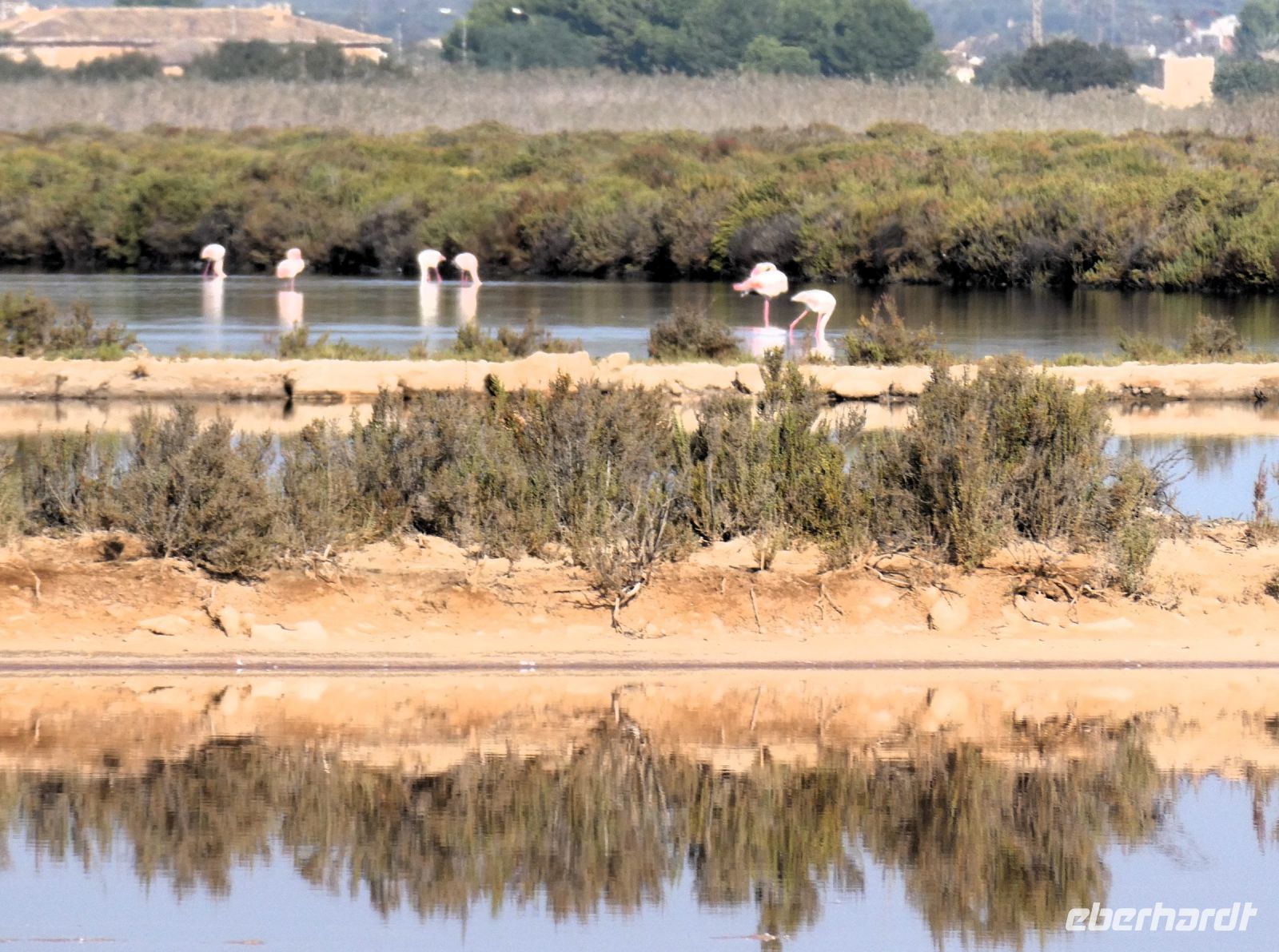 Flamingos im Naturschutzgebiet