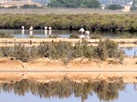 Flamingos im Naturschutzgebiet