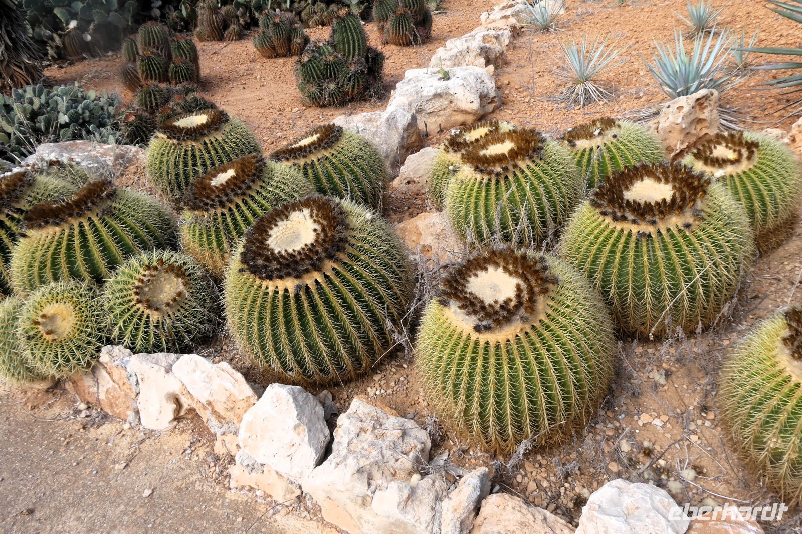 Schwiegermütterversammlung