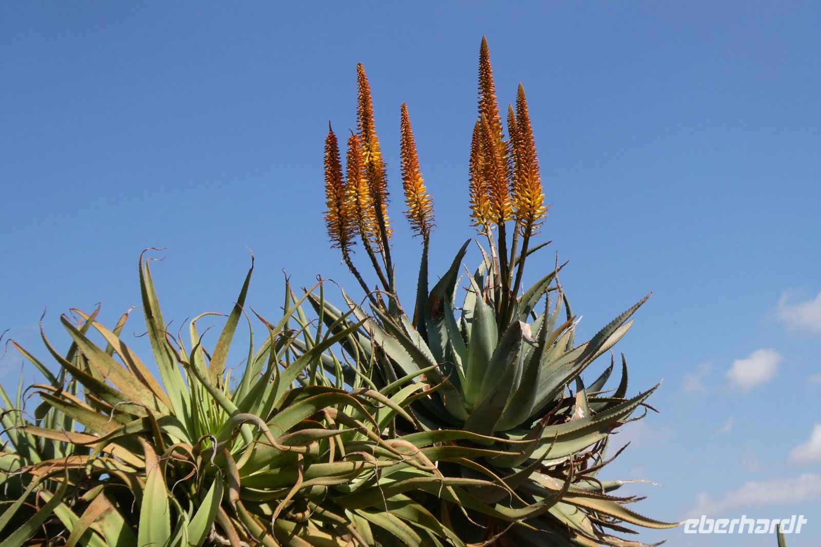 Aloe-Blüte