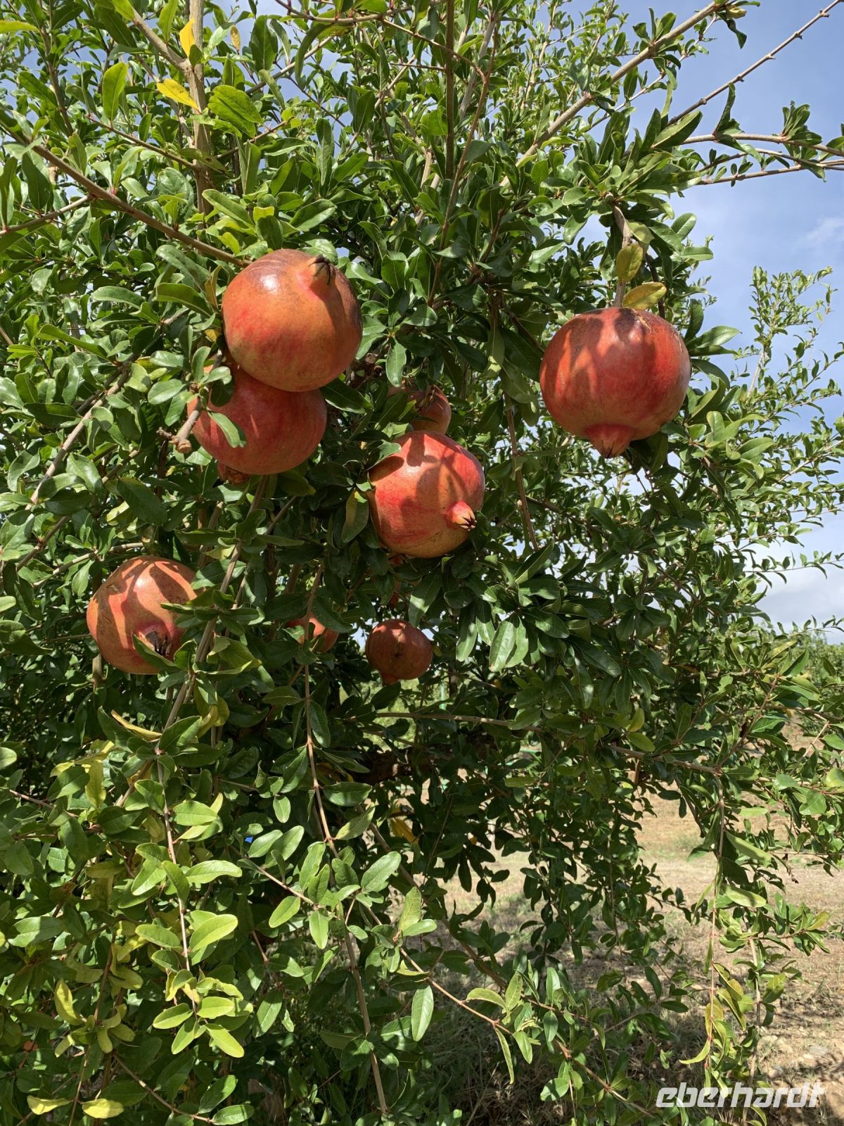 Granatäpfel in der Finca Juanito Orange in Pizarra