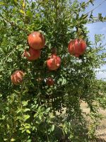 Granatäpfel in der Finca Juanito Orange in Pizarra