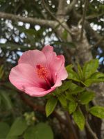 Wie eine Blume zeigt