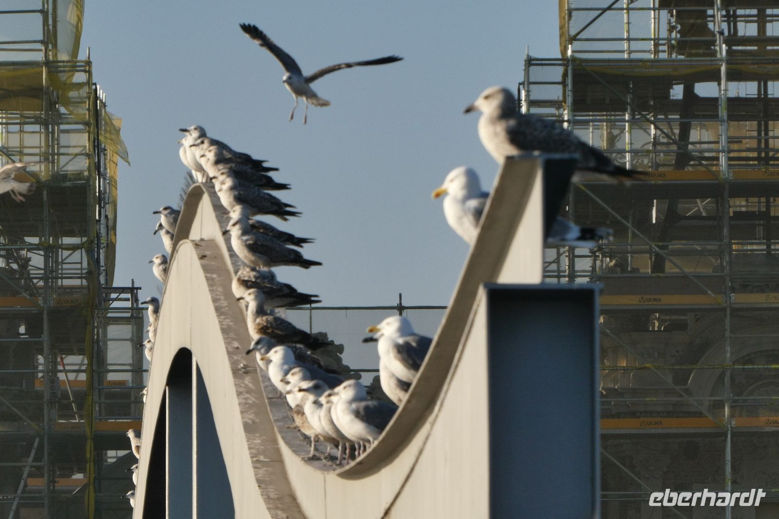 Möwenversammlung am Hafen