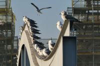 Möwenversammlung am Hafen