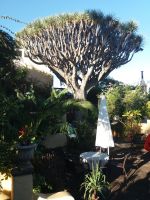 im Garten der Orchideen