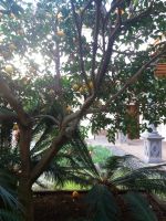 Orangenbaum im Innenhof