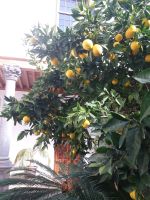 Zitronenbaum im Innenhof